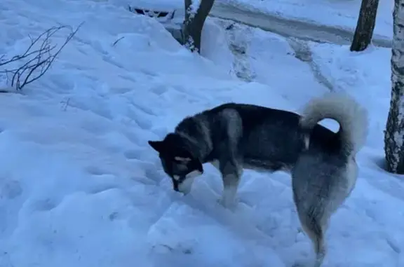 Найдена собака, Тула, фото: Найден собака, Майская улица, 9, Тула - голубоглазый хаски с зелёным ошейником