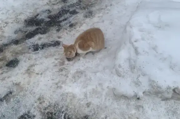 Найдена кошка, Москва, фото: Найдена кошка, проезд Донелайтиса, 24, Москва - рыжий в белой грудкой, домашний