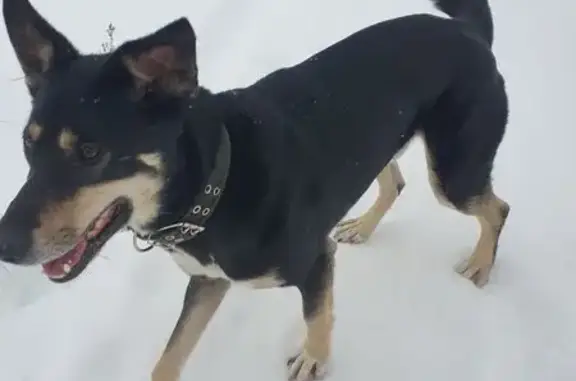 Найдена собака, Загорянский, фото: Найден собака, мужской, Спортивная улица, 3, Загорянский