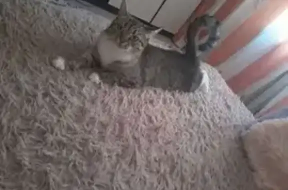 Пропала кошка, Беговая улица, Воронеж - трёхцветная, полосатая - photo