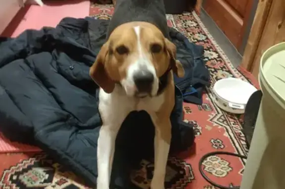 Найдена собака, Кудиново, фото: Найдена собака, сельское поселение Село Головтеево, Калужская область - охотничья, похожа на бигля