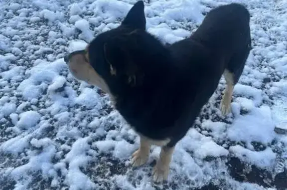 Объявления о пропавших и найденных животных, Котельники, фото: Найдена собака, женский пол, Дзержинское шоссе, Котельники