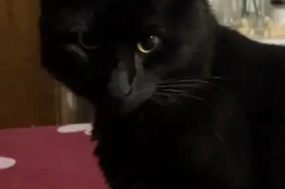 Кошки потеряшки, Раздольное, фото: Потеряшка кот, Механизаторов (СТ Глория), 17, Раздольное - черный с желтым ошейником