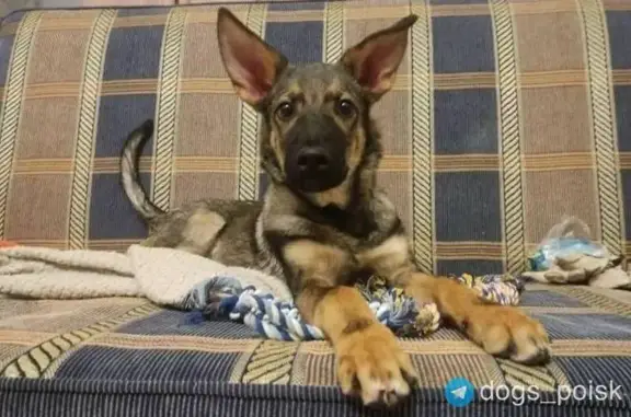 Пропал щенок, Ленинский проспект (дублёр), Москва - чепрачного окраса, пугливый - photo