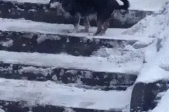 Найдена собака, Мурманск, фото: Найден собака, улица Халатина, Мурманск - сидела на сугробе