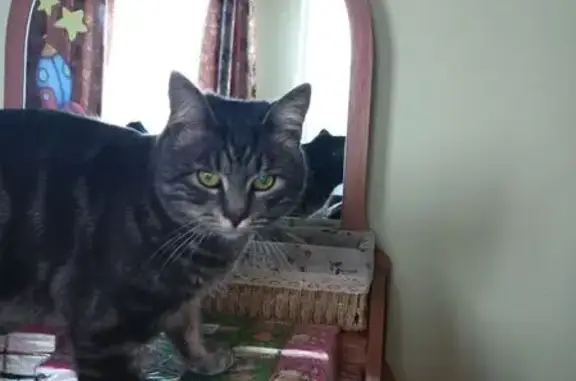 Найдена кошка, Славянское, фото: Найден кот, Проточная улица, Славянское - черно-серый, полосатый