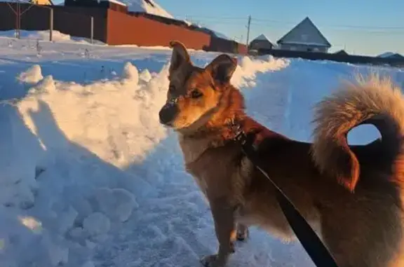 Пропал собака, Заворонежское, Тамбовская область - рыжий окрас, пугливый - photo