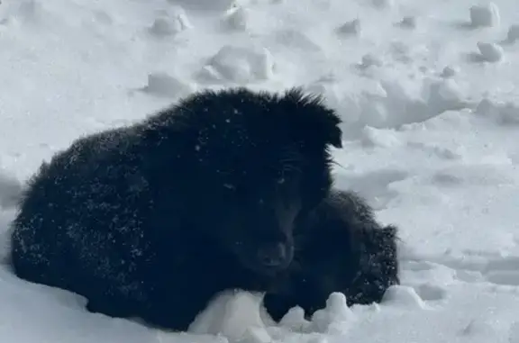 Найдена собака, Оренбург, фото: Найдена собака, улица Автомобилистов, 15, Оренбург - на детской площадке