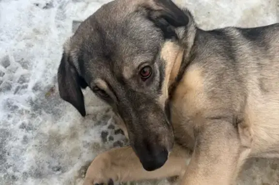 Найденные животные Краснодар, фото: Найдена собака, Постовая улица, Краснодар - розовый ошейник