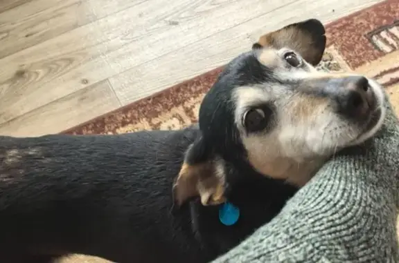 Пропал собака, 13, Красноборское городское поселение, Красноборское - черно-белый с голубым ошейником - photo