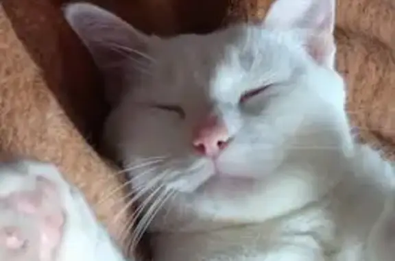 Пропала кошка, Серпуховская улица, 130, Орёл - белая с тёмным ошейником - photo