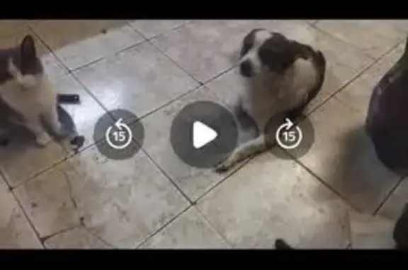 Пропала собака, улица Механизаторов, 10, Ессентукская - белая с черными пятнами - photo