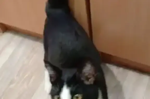 Найденные животные Ржев, фото: Найдена кошка, улица Володарского, 103, Ржев - бело-чёрный, очень ласковый