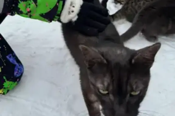 Найденные животные Краснодар, фото: Найдена кошка, Передовая улица, Краснодар - чёрный с серым подпалом, ласковый