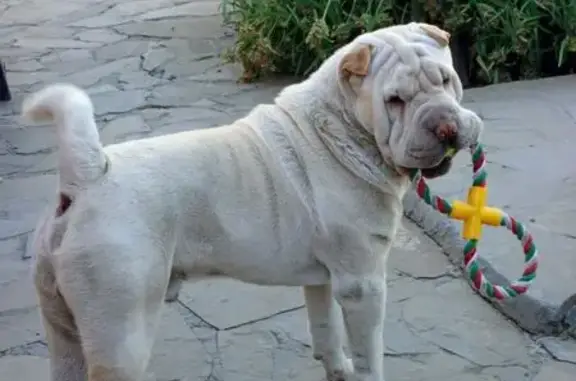 Пропал собака, улица 25 лет Октября, 5А, Шахты - бежевый шарпей, кобель - photo