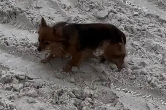 Найдена собака, Тверь, фото: Найдена собака, 2-й переулок Вагонников, 13А/20, Тверь - маленькая, чёрно-рыженькая