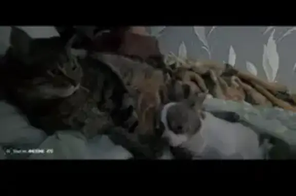 Пропал кот, улица Бардина, 47, Оленегорск - полосатый с палипом на щеке - photo