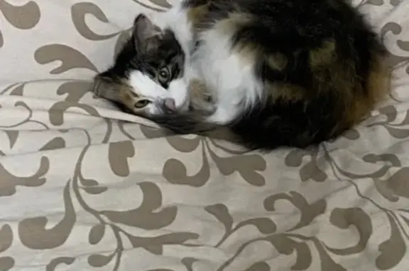 Пропала кошка, улица Мира, 12, Вожега - очень пугливая, но ласковая - photo