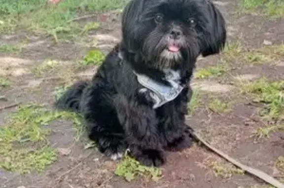 Собаки потеряшки, Тольятти, фото: Потеряшка собака, бульвар Луначарского, 4, городской округ Тольятти - порода ши-тцу, серый шлейка