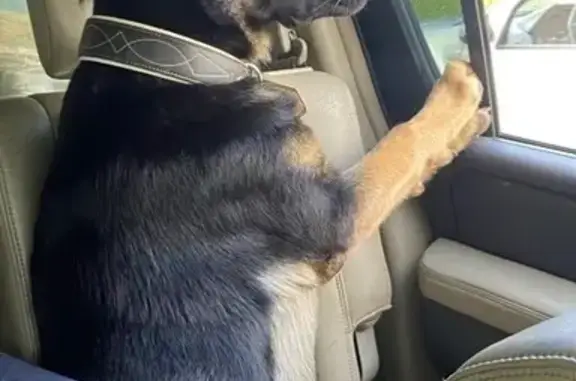 Пропала собака, Семешинская улица, 20В, Яхрома - немец, 1 год, чёрно-рыжий окрас - photo