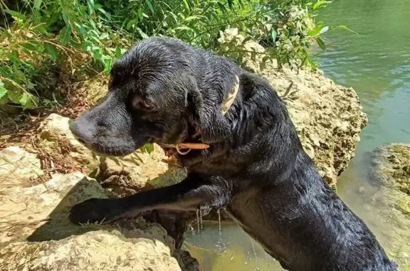 Пропала собака, проспект Труда, 76, Северодвинск - чёрный лабрадор с коричневым ошейником - photo