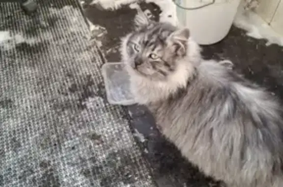 Найдена кошка, Вельяминово, фото: Найден кот, Вокзальная улица, 2, Вельяминово - пришел сам и не уходит