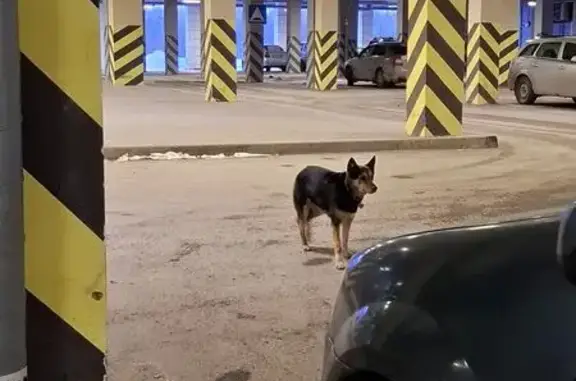 Найденные животные Уфа, фото: Найдена собака с ошейником, Сельская Богородская улица, 42, Уфа