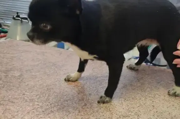 Найденные животные Санкт-Петербург, фото: Найдена собака, женский пол, улица Кораблестроителей, Санкт-Петербург - мордочка седая