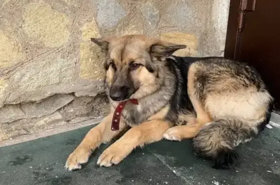 Найденные животные Уфа, фото: Найдена собака в красном ошейнике, улица Ульяновых, Уфа