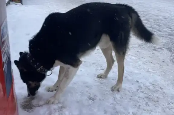 Найденные животные Волгоград, фото: Найден собака, Краснознаменская улица, Волгоград - ярко серо-голубые глазки