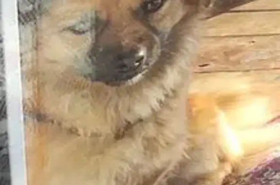 Пропала собака, женская, Афипский, Краснодарский край - рыжая, маленькая, вытянутая мордочка - photo