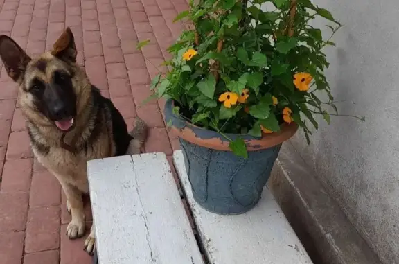 Пропала собака, Советская улица, 114А, Медное - женская особь - photo