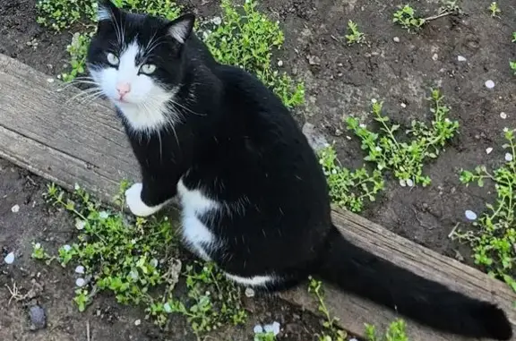 Пропал кот, улица Александрова, Астрахань - чёрно-белый, 5 лет - photo