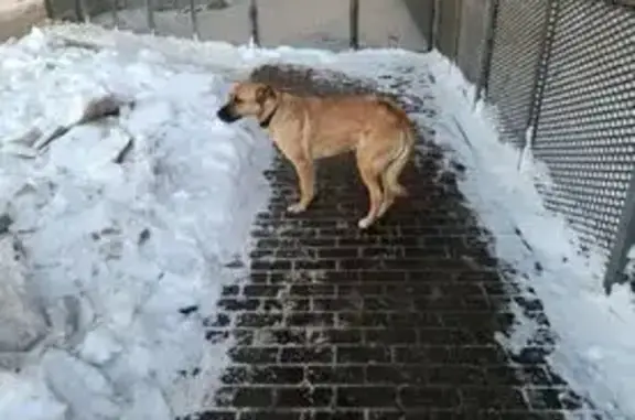 Найдена собака, Москва, фото: Найдена собака, Юго-Восточная хорда, Москва - рыжая с чёрной мордочкой