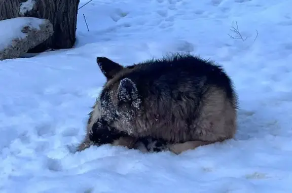 Найденные животные Волгоград, фото: Найден собака, улица им. маршала Еременко, 54А, Волгоград — похож на немецкую овчарку