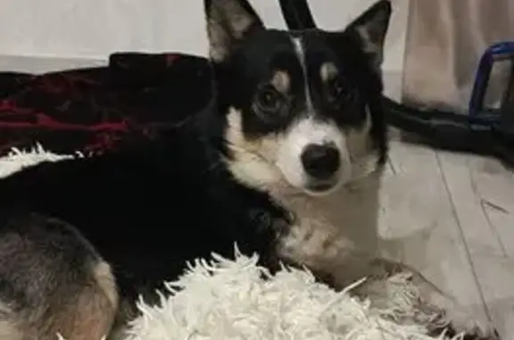 Найденные животные Тюмень, фото: Найдена собака мужской, улица Зои Космодемьянской, 29, Тюмень - замёрзшая в сугробе