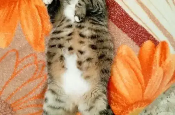 Кошки потеряшки, Краснодар, фото: Потеряшка кошка, улица Генерала Петрова, 27, Российский, Краснодар - серого окраса, белые носочки