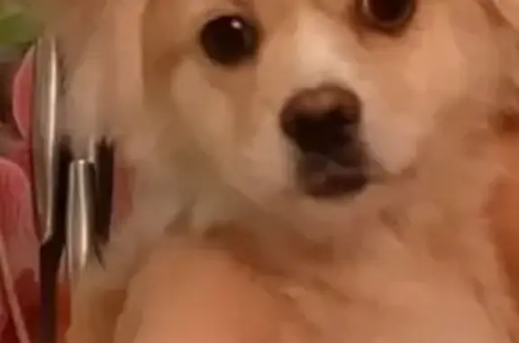 Пропала собака, женский пол, улица Борисовские Пруды, 20 к1, Москва - палевый окрас - photo