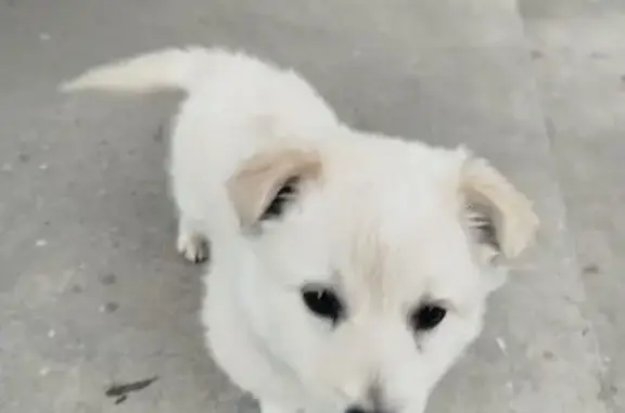 Найдена собака, Черкесск, фото: Найден собака, улица Биждова, 20, Псыж, Черкесск - белый ласковый щенок
