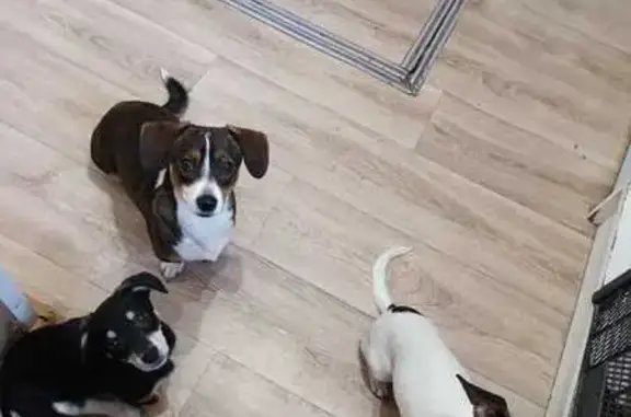 Пропала собака, переулок Анри Барбюса, Ростов-на-Дону - photo