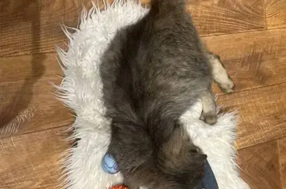 Найденные животные Ижевск, фото: Найден кот, улица Свободы, 120, городской округ Ижевск - ласковый и контактный