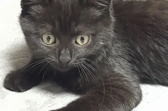 Пропала кошка, Харьковская улица, 22, Новошахтинск - возраст около трёх месяцев - photo