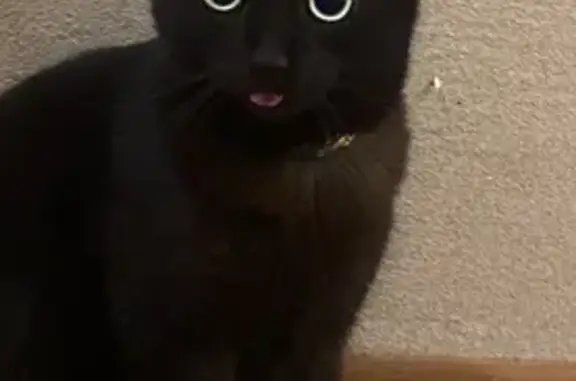 Пропала кошка, Тутаевское шоссе, 39, Ярославль - угольно-чёрного окраса - photo