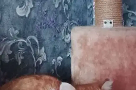 Найдена кошка, Юго-Камский, фото: Найдена кошка, улица Металлистов, 3, Юго-Камский - бело-рыжий окрас, пушистый