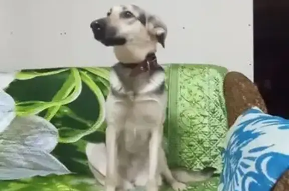 Пропала собака, Карачев, Брянская область - красный ошейник с надписью - photo