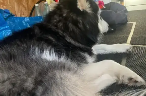 Найдена собака, Могутово, фото: Найдена собака, 260, Могутово - один глазик наполовину голубой