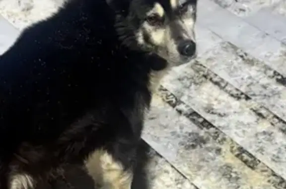 Найдена собака, Домодедово, фото: Найдена собака, 1-я Вокзальная улица, Домодедово - бегает по станции Барыбино