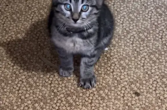 Потерянные животные Бутурлиновка, фото: Пропал кот, улица Фридриха Энгельса, Бутурлиновка - полосатый с коричневым ошейником