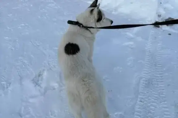 Найден собака, улица Льва Толстого, Тула - мальчик с голубыми глазами - photo