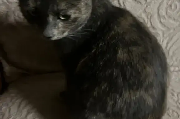 Пропала кошка, Московская улица, 225, Калуга - дымчатого цвета, зелёный ошейник - photo